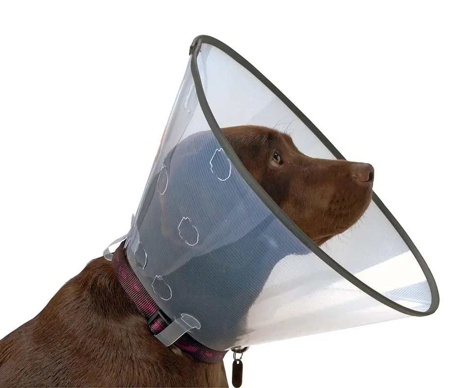 Collar Isabelino Comfort 25, 5Uds