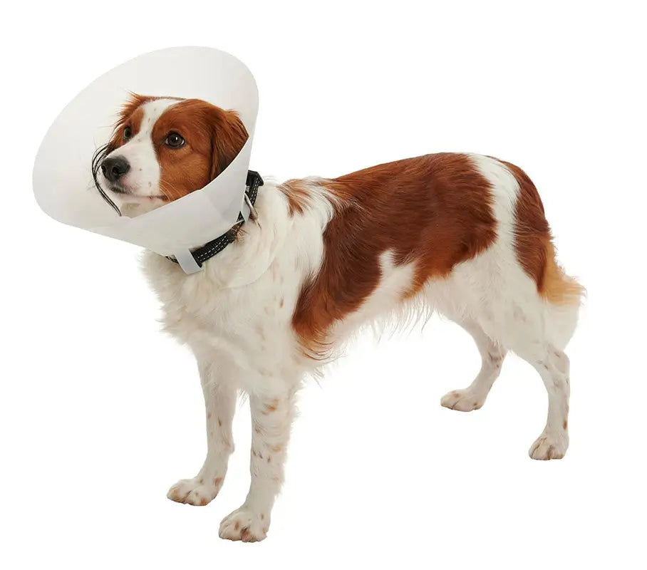 Collar Isabelino Opaco 10, 10Uds