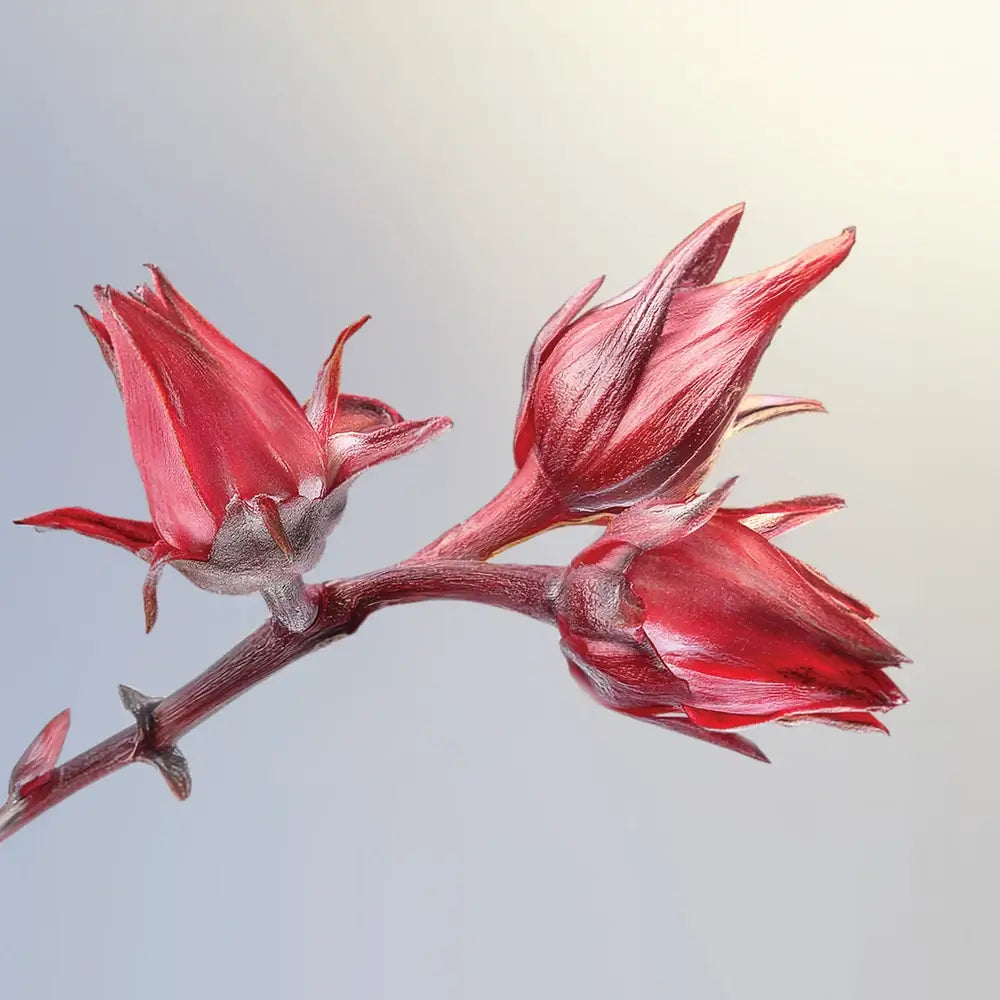 Darphin Eclat Sublime Cream , 50 ml