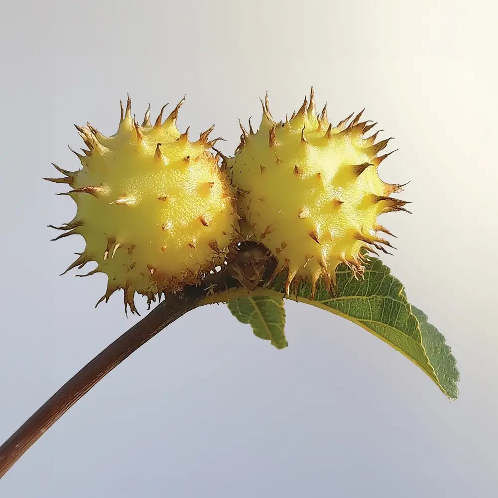 Darphin Éclat Sublime Double Transforming and Rejuvenating Essence 150ml