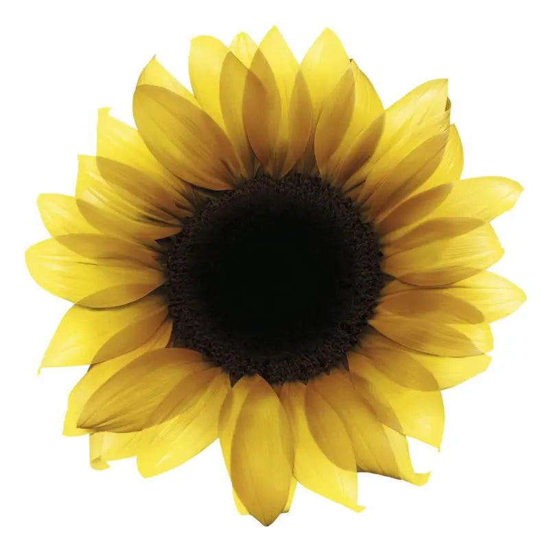 Garnier Olia Permanent Colouring Ammonia Free, Pleasant Smelling With Natural Floral Oils - Golden Dark Blonde 6.3