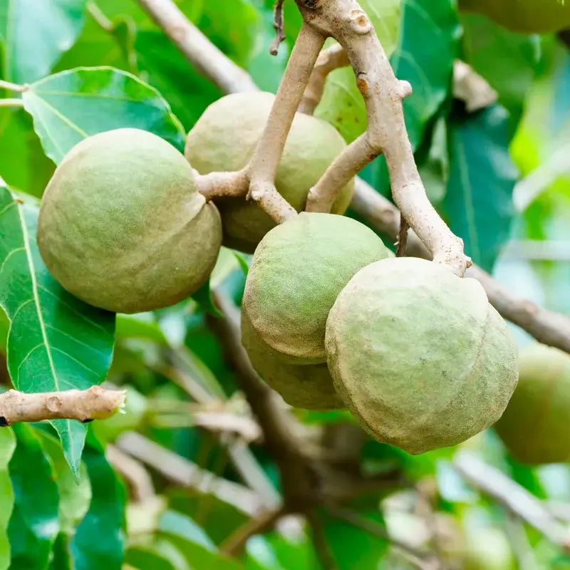 OGX Kukui Oil Anti-Frizz Shampoo, 385 ml